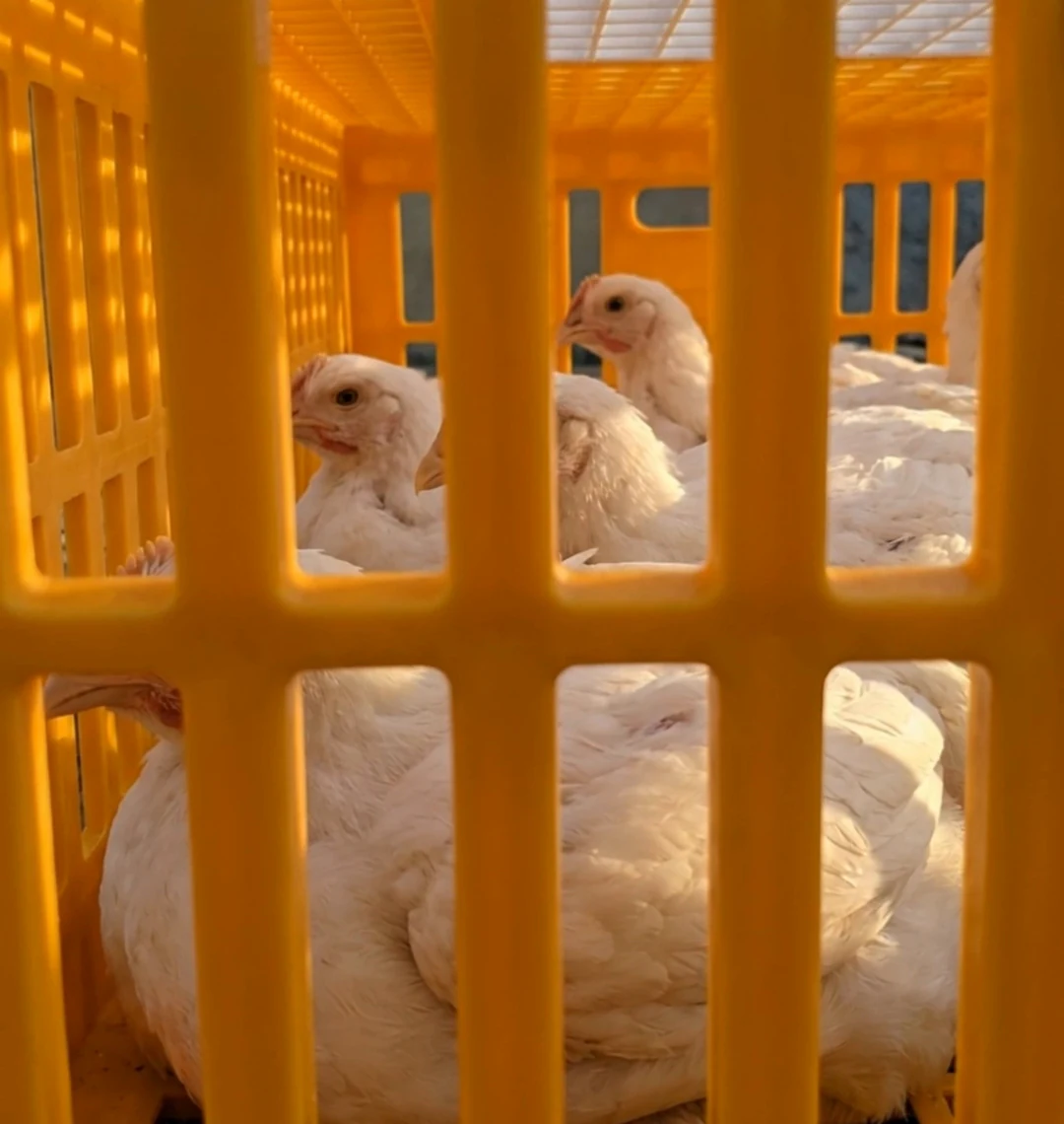 Chickens inside a Malta crate seen through the open lattice of the wall.